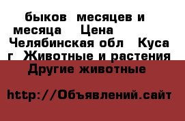 быков 7месяцев и 4 месяца, › Цена ­ 40-30. - Челябинская обл., Куса г. Животные и растения » Другие животные   
